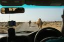 Pozor, kamele na cesti!