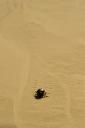 Hrošček v puščavi