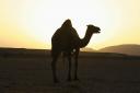 Sončni zahod s kamelo